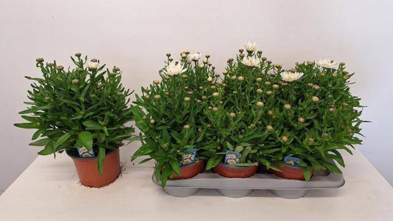 Leucanthemum Snow Lady
