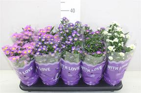 Aster mix