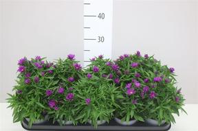 Aster mix