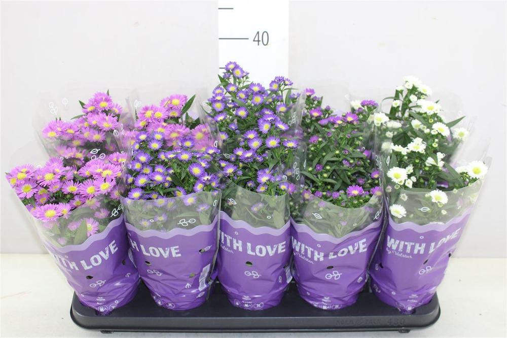 Aster mix
