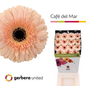 Gerbera diamond cafe del mar