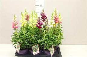 Antirrhinum majus mix