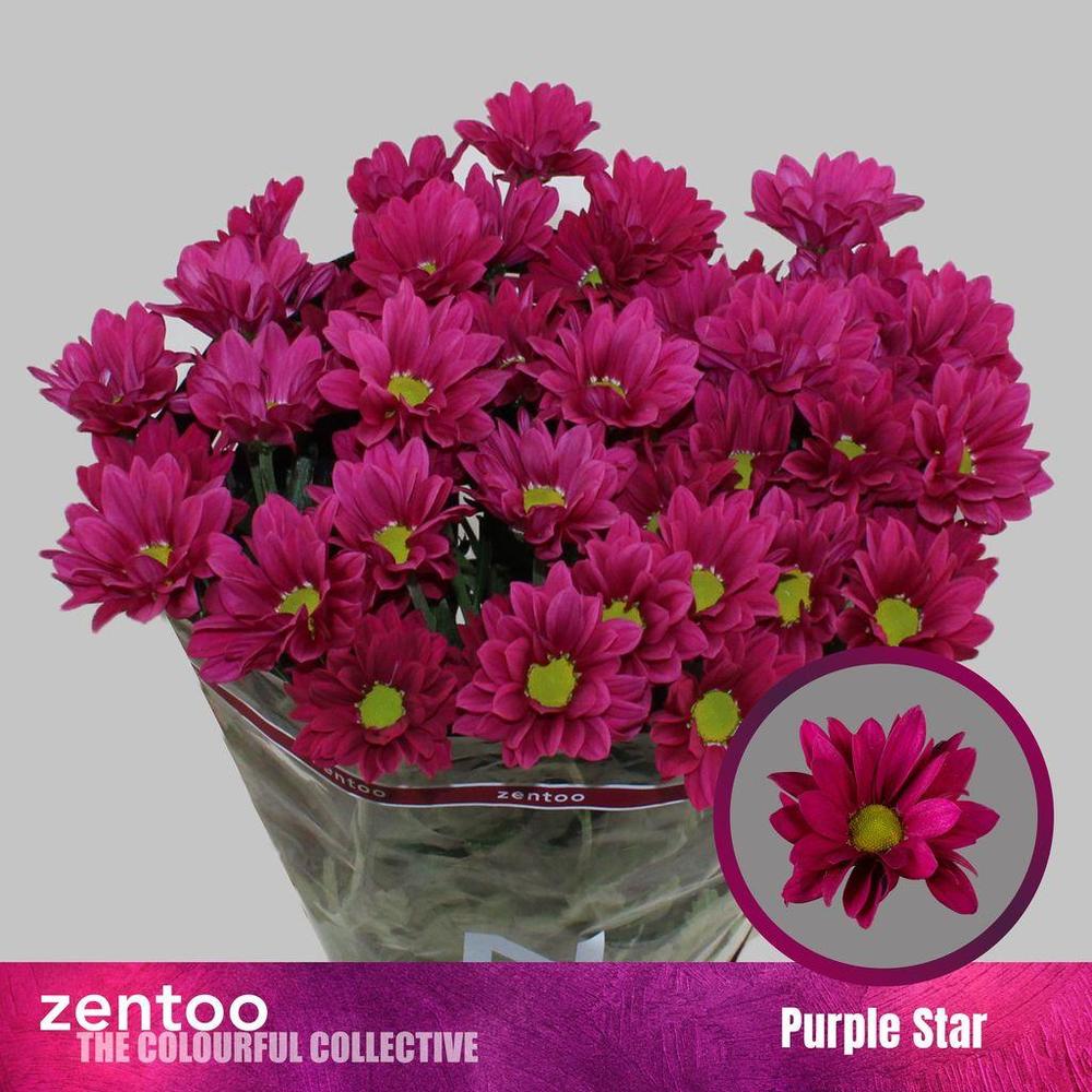 Chrys tr purple star