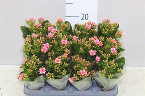 Kalanchoe mini pink