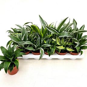 Dracaena mix