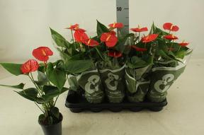 Anthurium Esudo red 5+