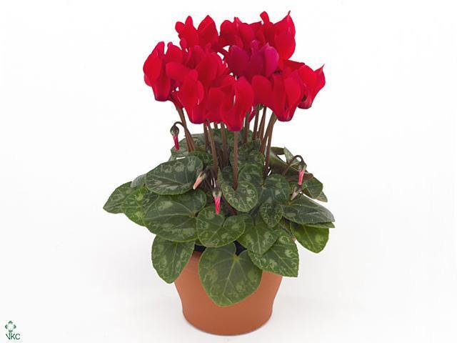 Cyclamen Super Serie mix