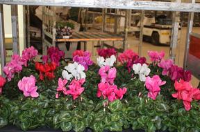 Cyclamen Super Serie mix