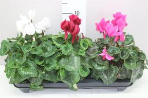Cyclamen Super Serie mix