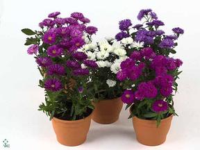 Aster miska CZ
