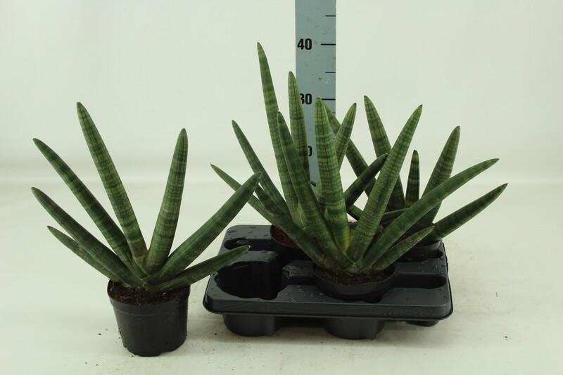 Sansevieria cylindrica