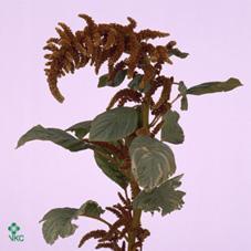 Amaranthus hot biscuits