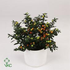 Solanum pseudocapsicum 