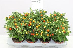Solanum pseudocapsicum 