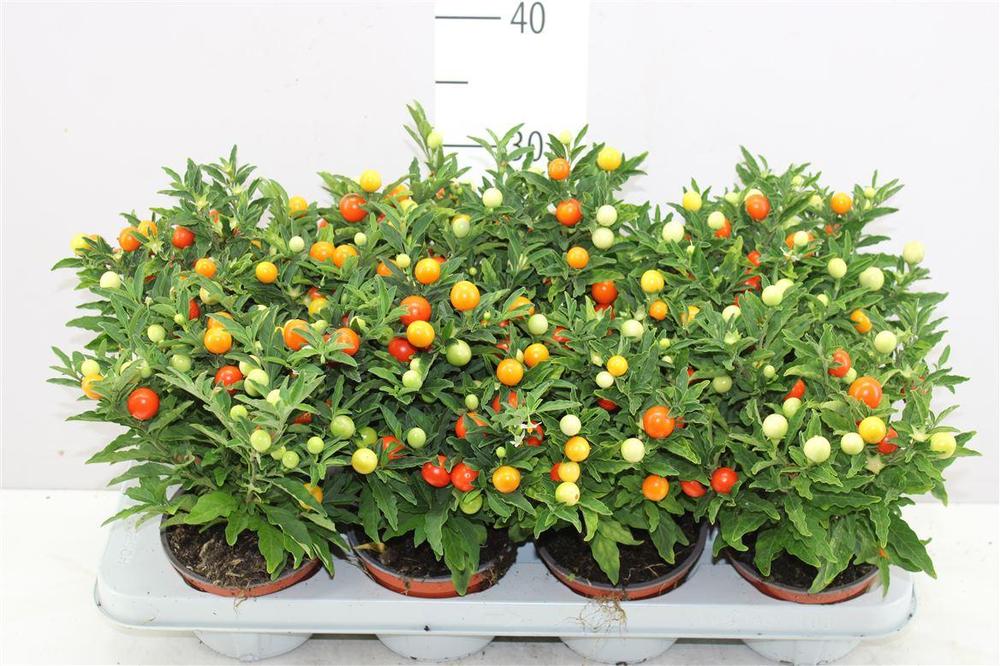 Solanum pseudocapsicum 