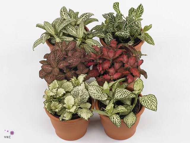 Episcia