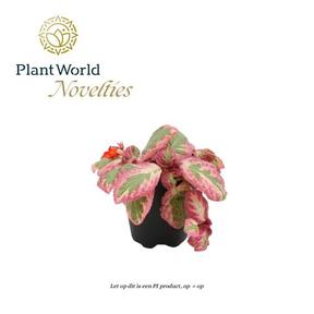Episcia