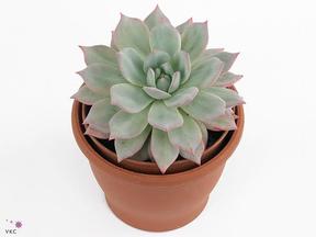 Echeveria Grande Cinza