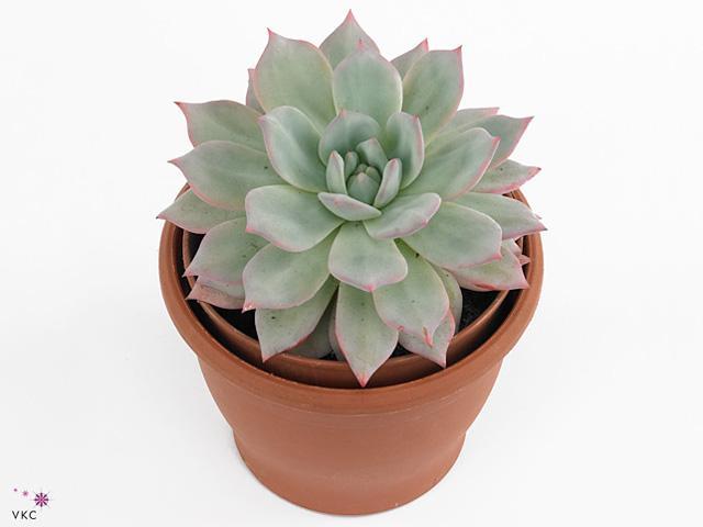 Echeveria Grande Cinza