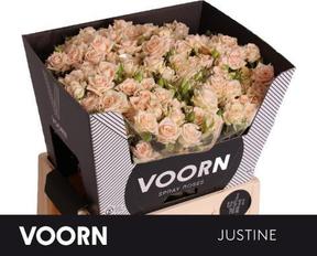 Rosa tr justine