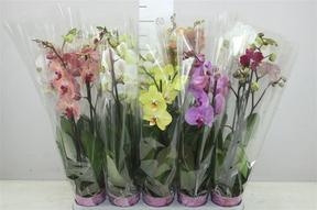 Phalaenopsis mix 2tak 18+