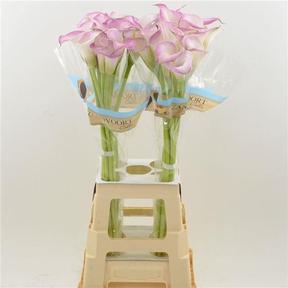 Zantedeschia denver