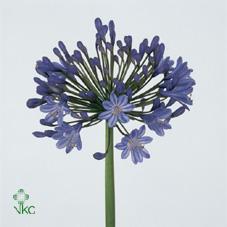 Agapanthus queen of the ocean