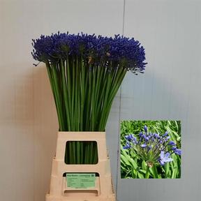 Agapanthus queen of the ocean