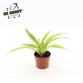 Dracaena fra. Lemon Lime