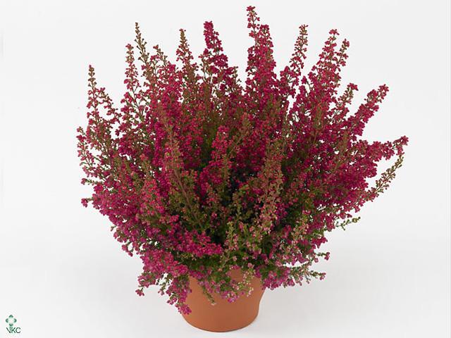 Erica spiculifolia