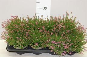 Erica spiculifolia