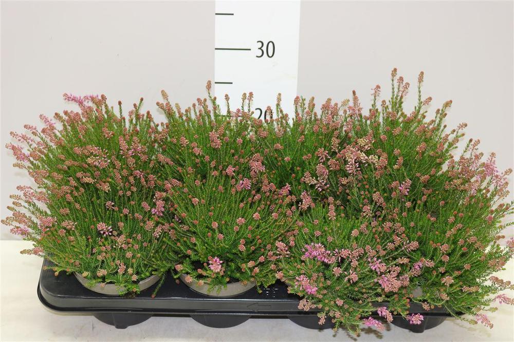 Erica spiculifolia