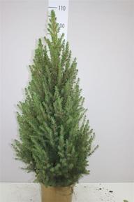 Picea glauca Conica