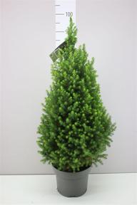 Picea glauca Conica