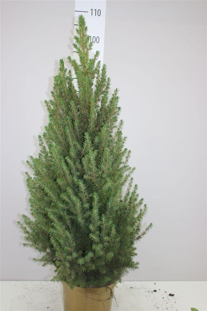Picea glauca Conica