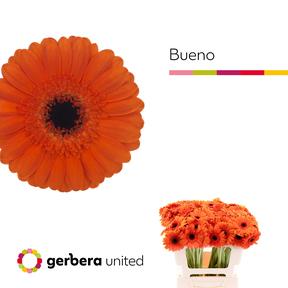 Germini plastic bueno
