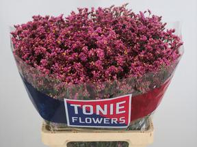Limonium princess diamond