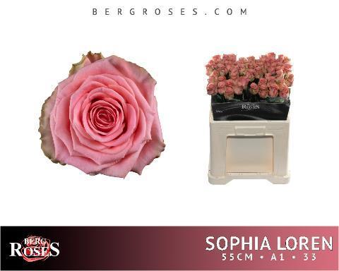 Rosa gr sophia loren