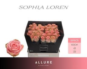 Rosa gr sophia loren