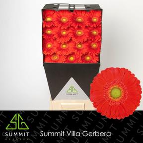Gerbera diamond El Mundo