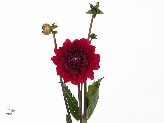 Dahlia red runner