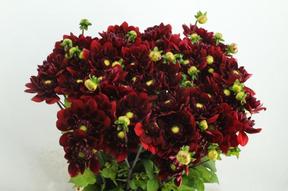 Dahlia red runner