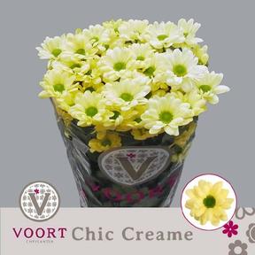 Chrys tr chic cream
