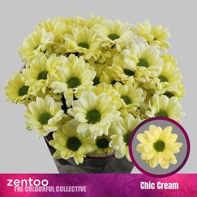 Chrys tr chic cream