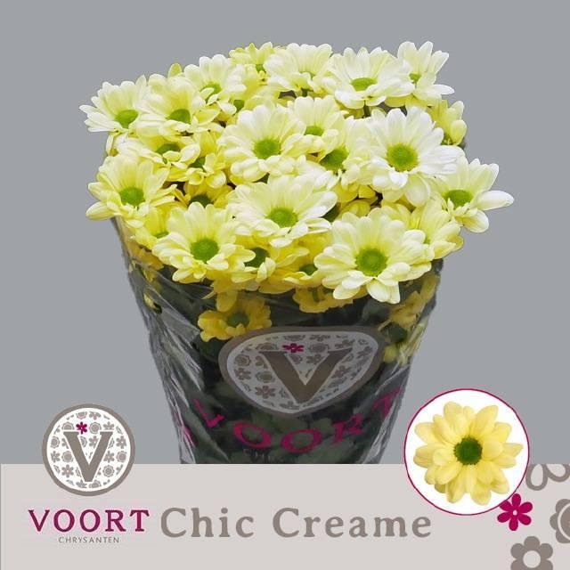 Chrys tr chic cream