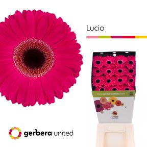 Gerbera diamond lucio