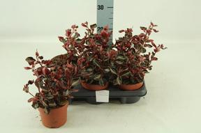 Peperomia caperata mix