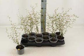 Sophora Little Baby