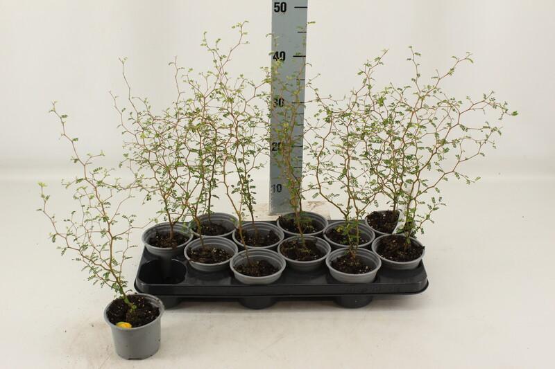 Sophora Little Baby