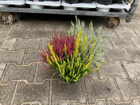 Calluna Beauty Lady Trio